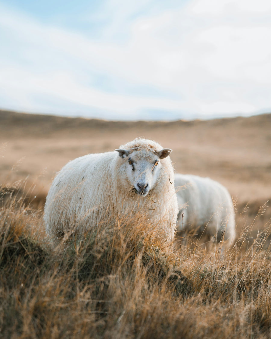 Sheep in a sunlit field